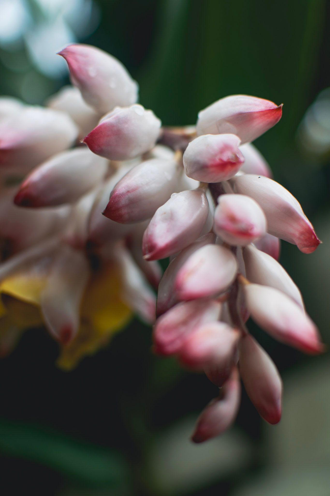 Racimo de capullos blancos con puntas rosadas sobre un fondo oscuro