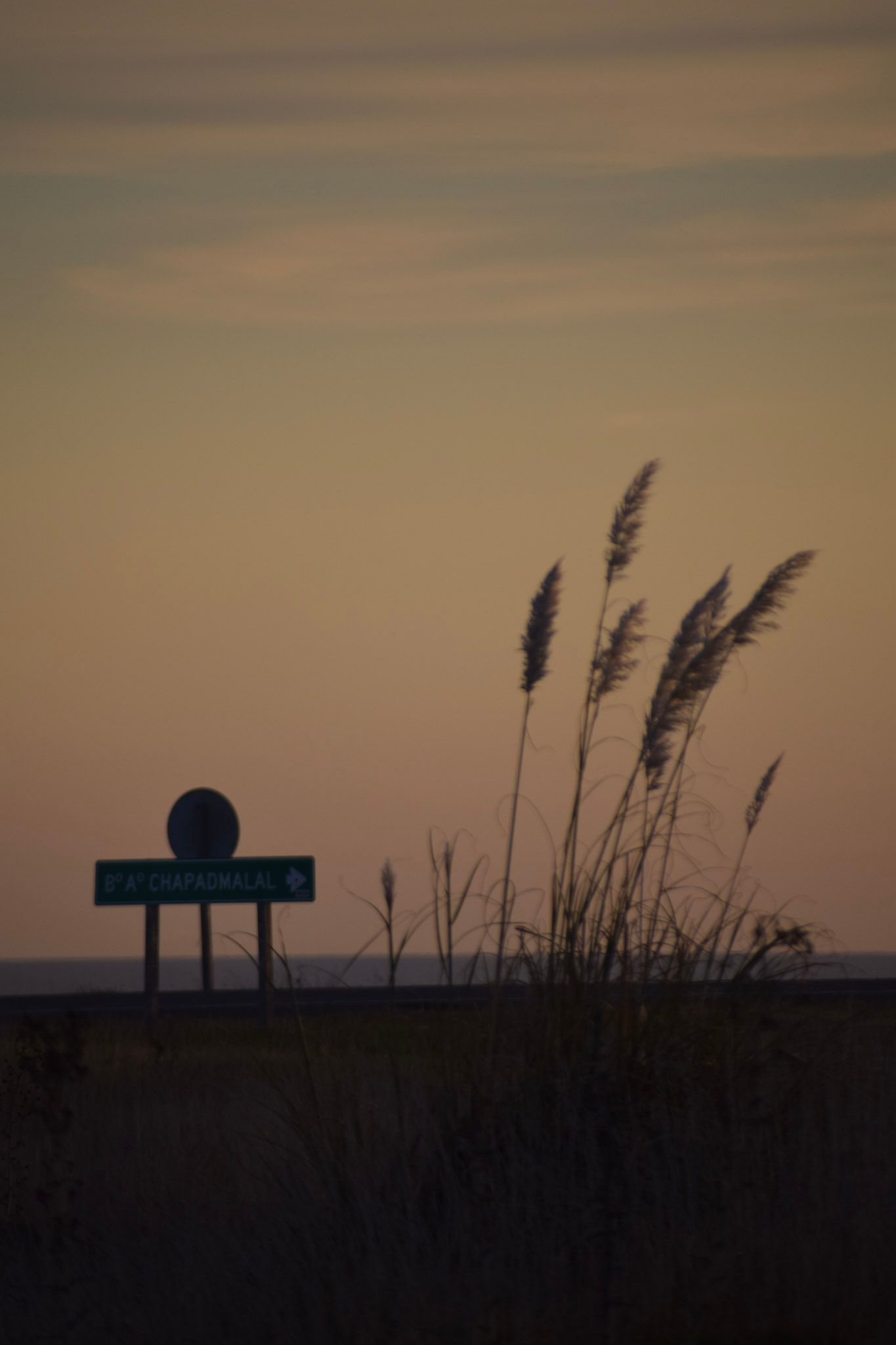 Cortaderas y un cartel de ruta en silueta contra el cielo del atardecer