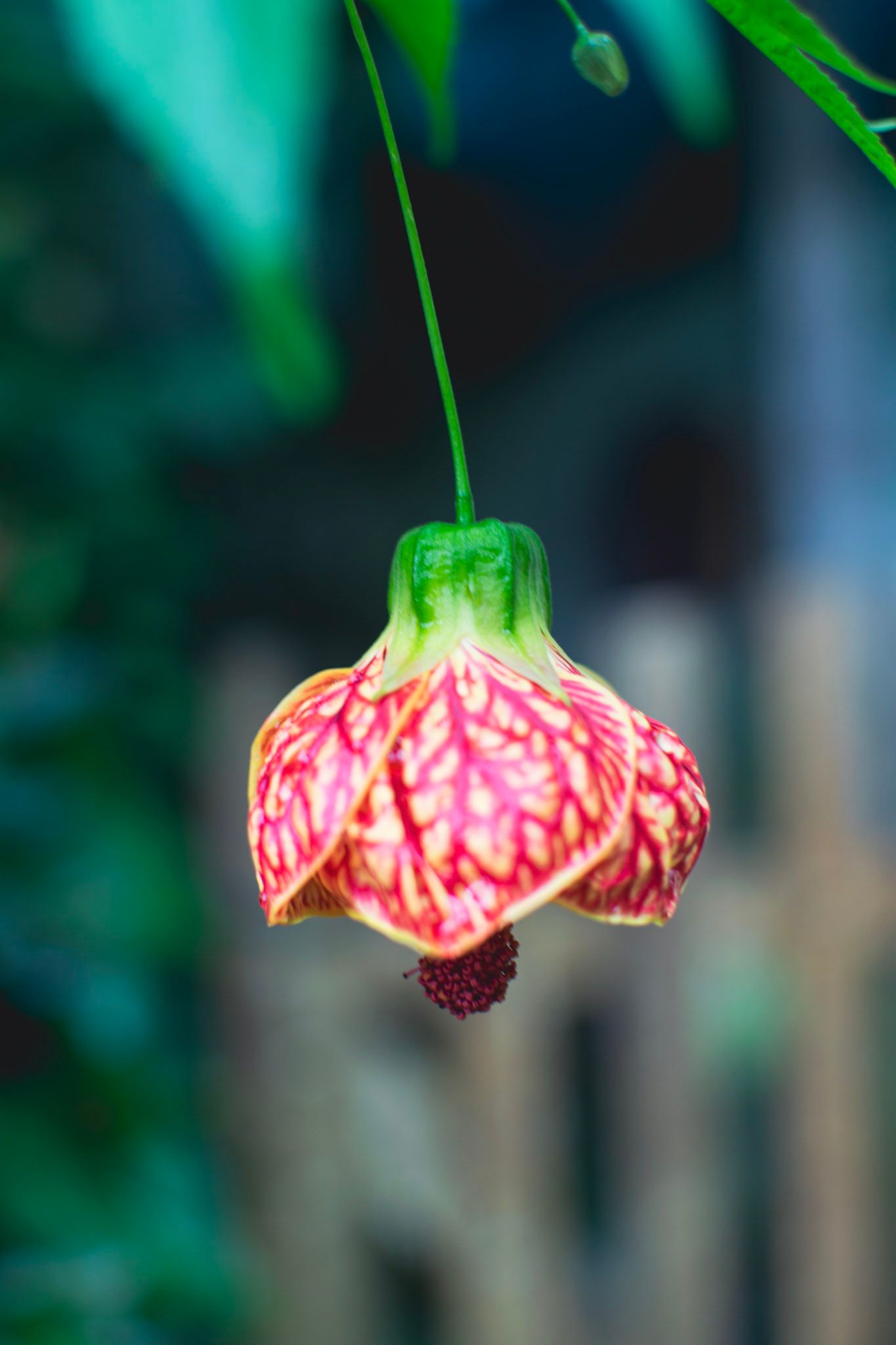 Flor colgante roja con vetas amarillas, sobre un fondo verde desenfocado