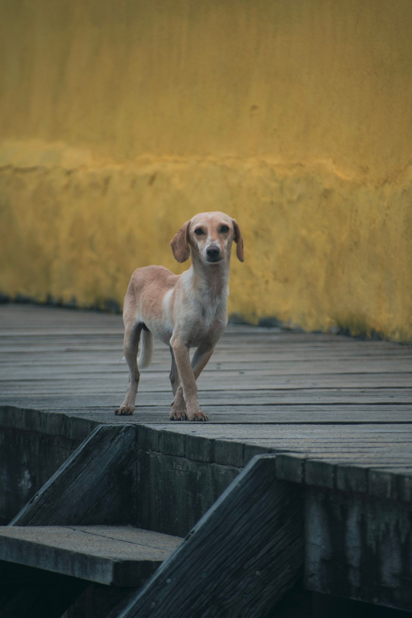 Perro flaco de orejas caídas parado sobre un muelle de madera, frente a una pared amarilla